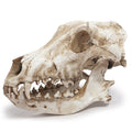Wolf Skull Sculpture