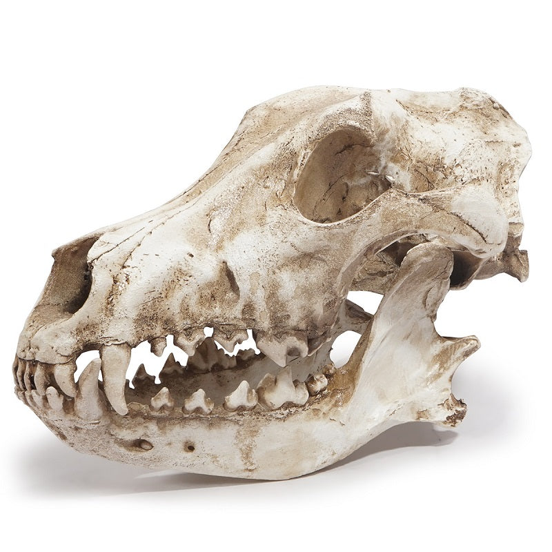 Wolf Skull Sculpture