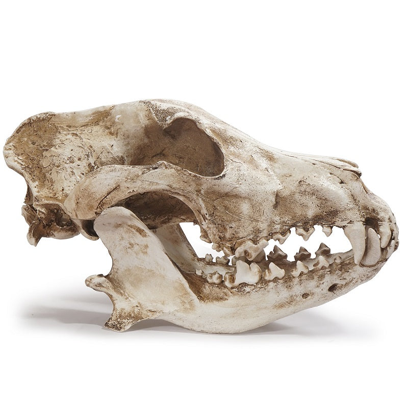 Wolf Skull Sculpture