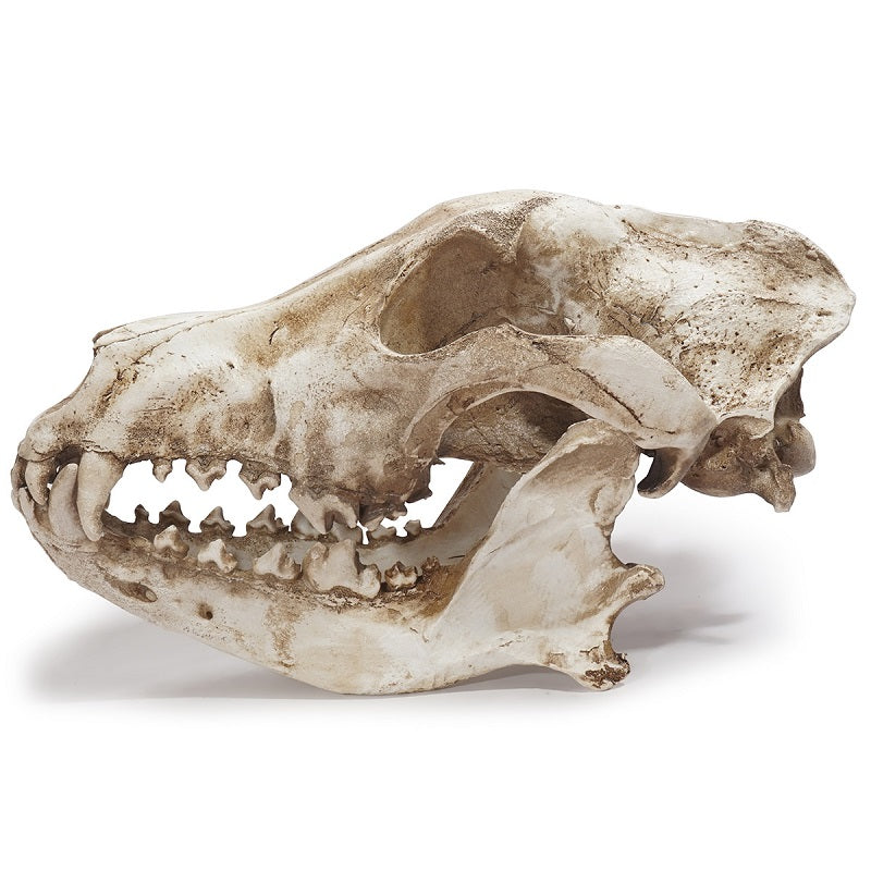 Wolf Skull Sculpture