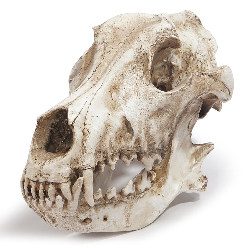 Wolf Skull Sculpture