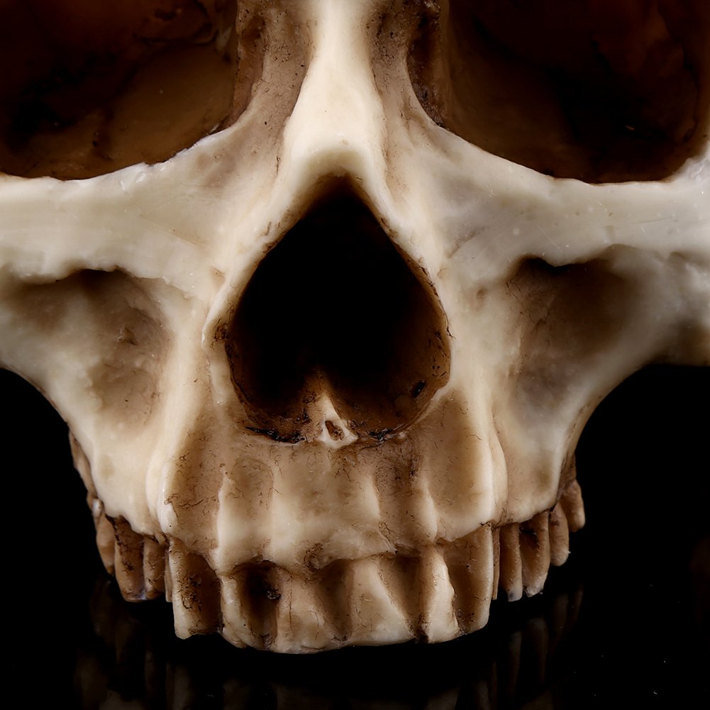 Human Skull Planter Tray