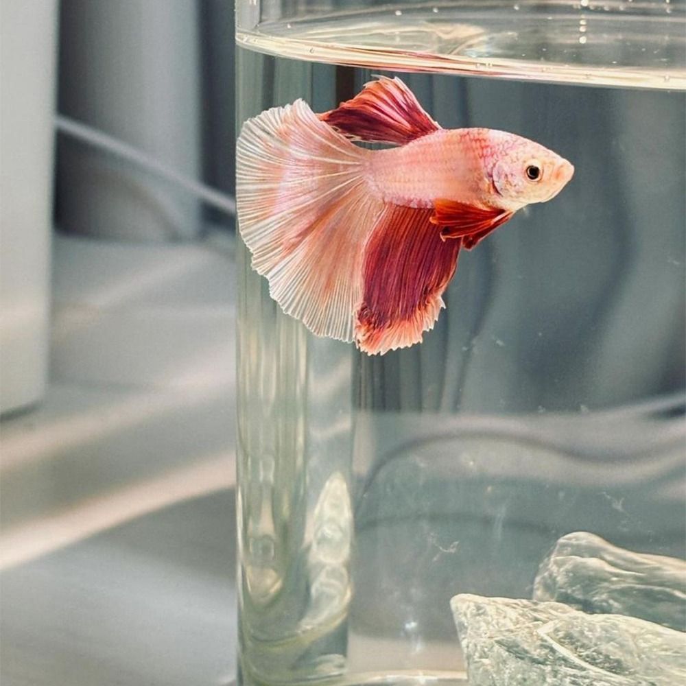 Mini Aquarium with LED Lamp