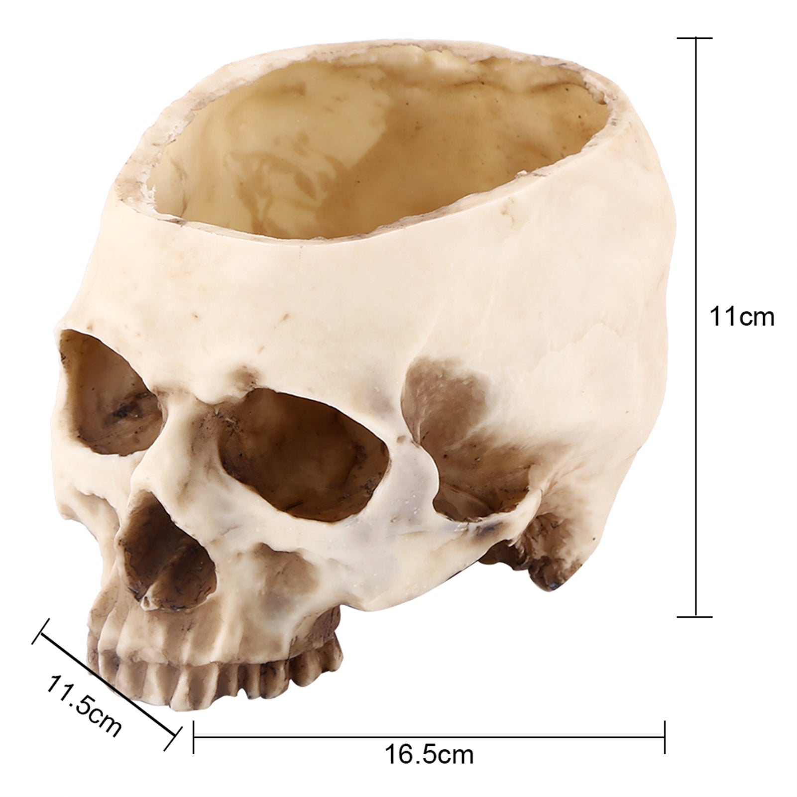 Human Skull Planter Tray