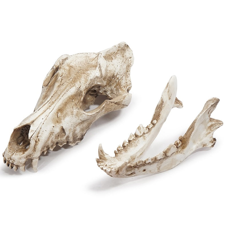 Wolf Skull Sculpture